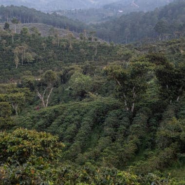 Image of Guatemala Santa Isabel Las Flores