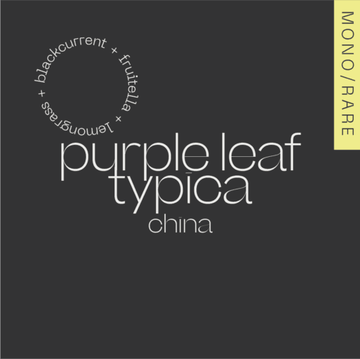 Image of Purple leaf Typica China - Yunnan