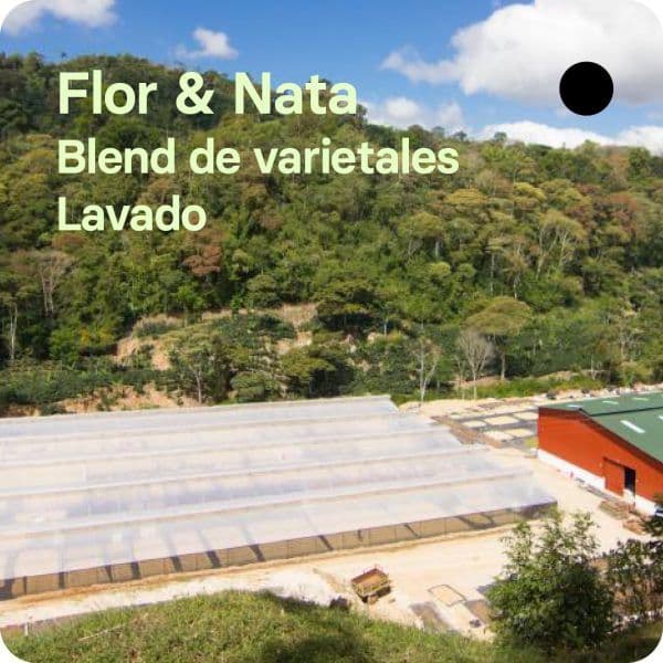 Image of Flor Nata Nicaragua