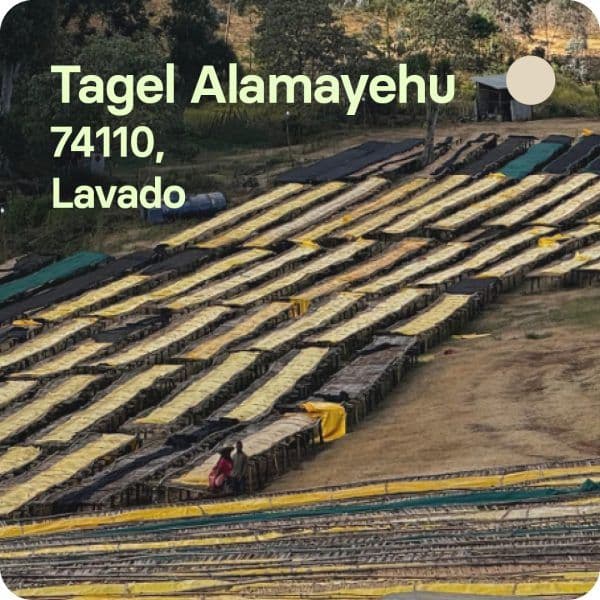 Image of Tagel Alamayehu Etiopia