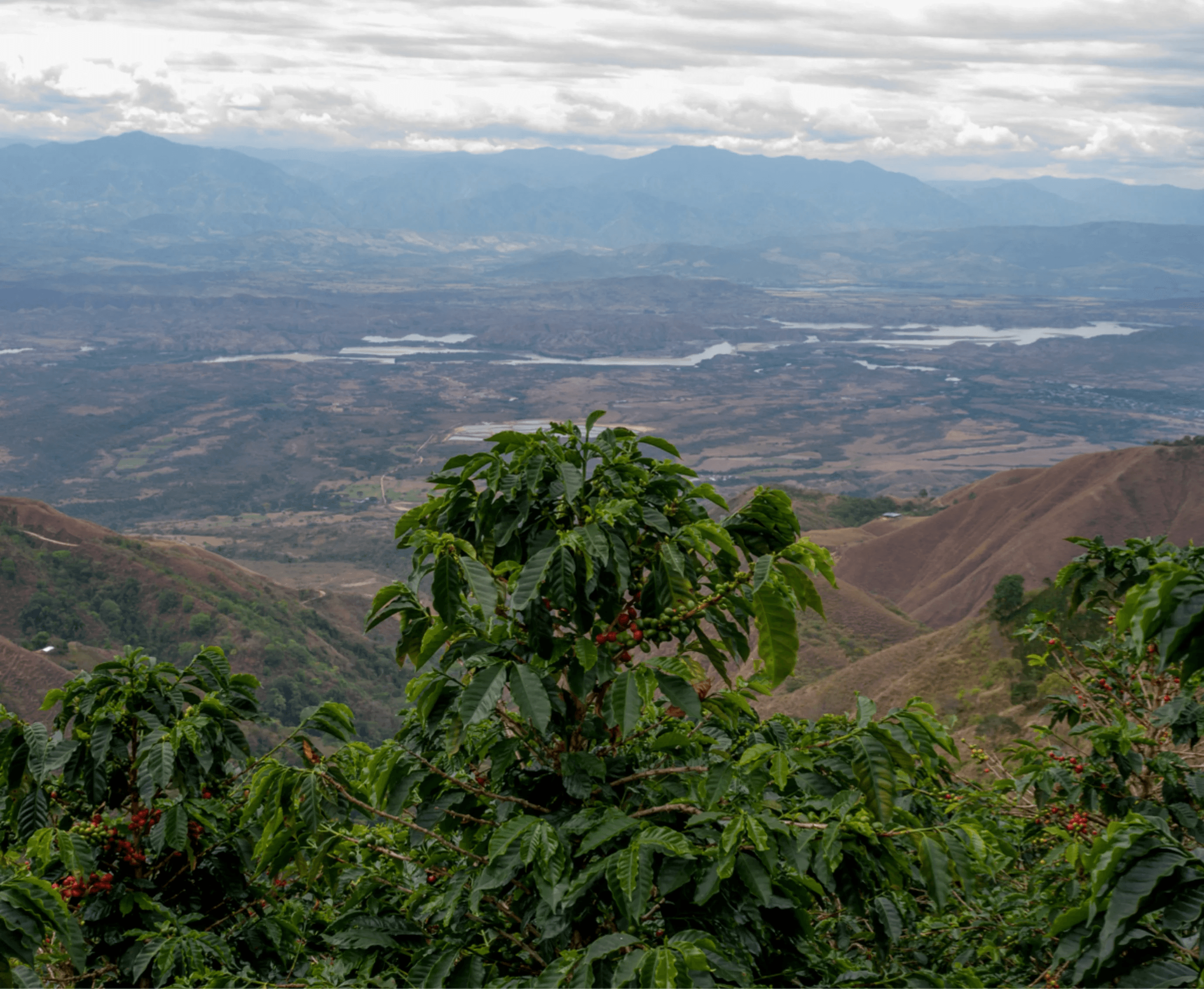 Image of Elm Seasonal Decaf