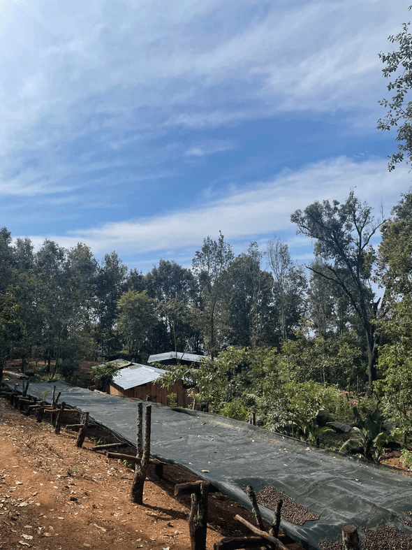 Image of El Mirador - Guerrero - Bourbon and Caturra - Natural