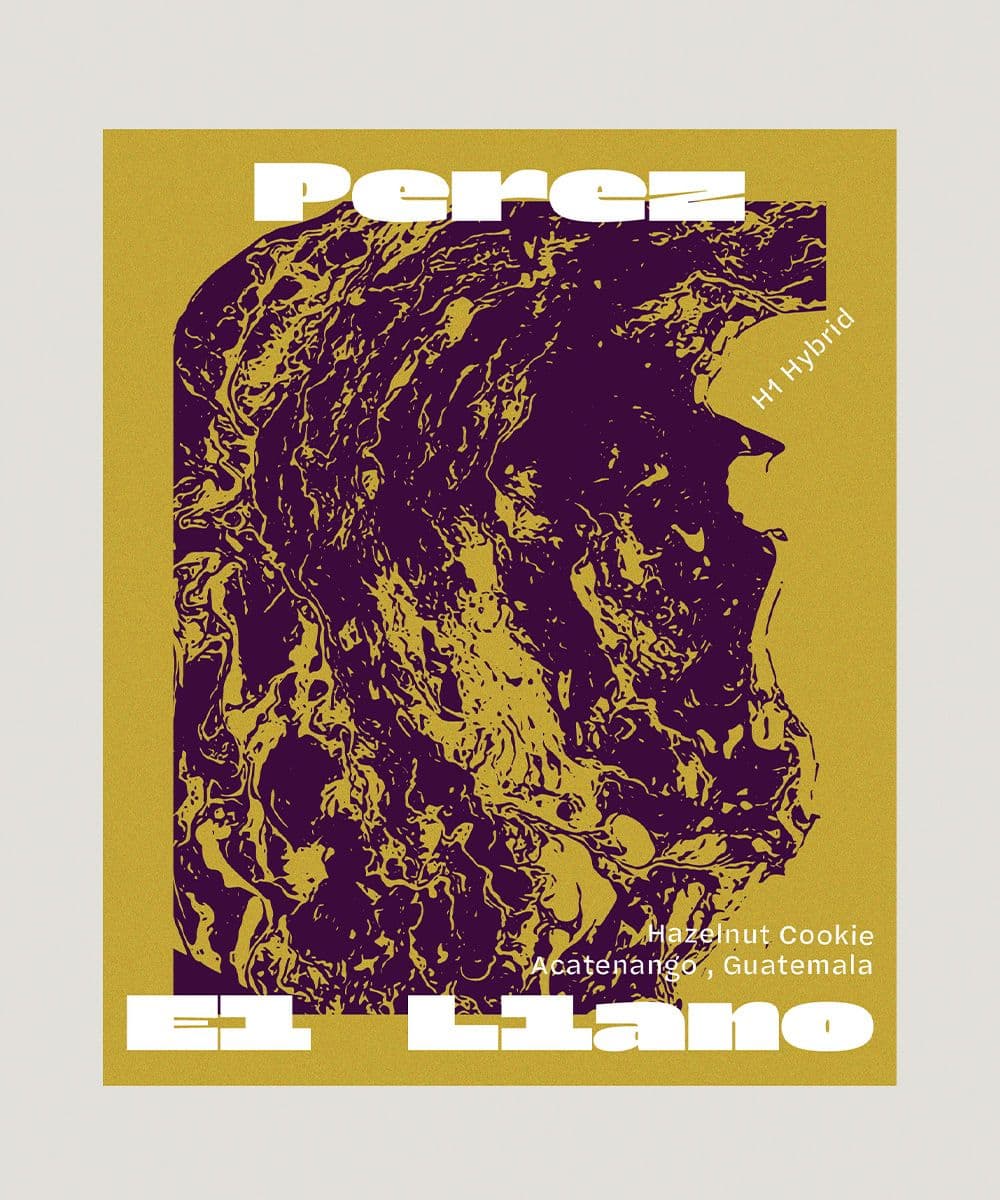 Image of Hazelnut Cookie H1 Hybrid