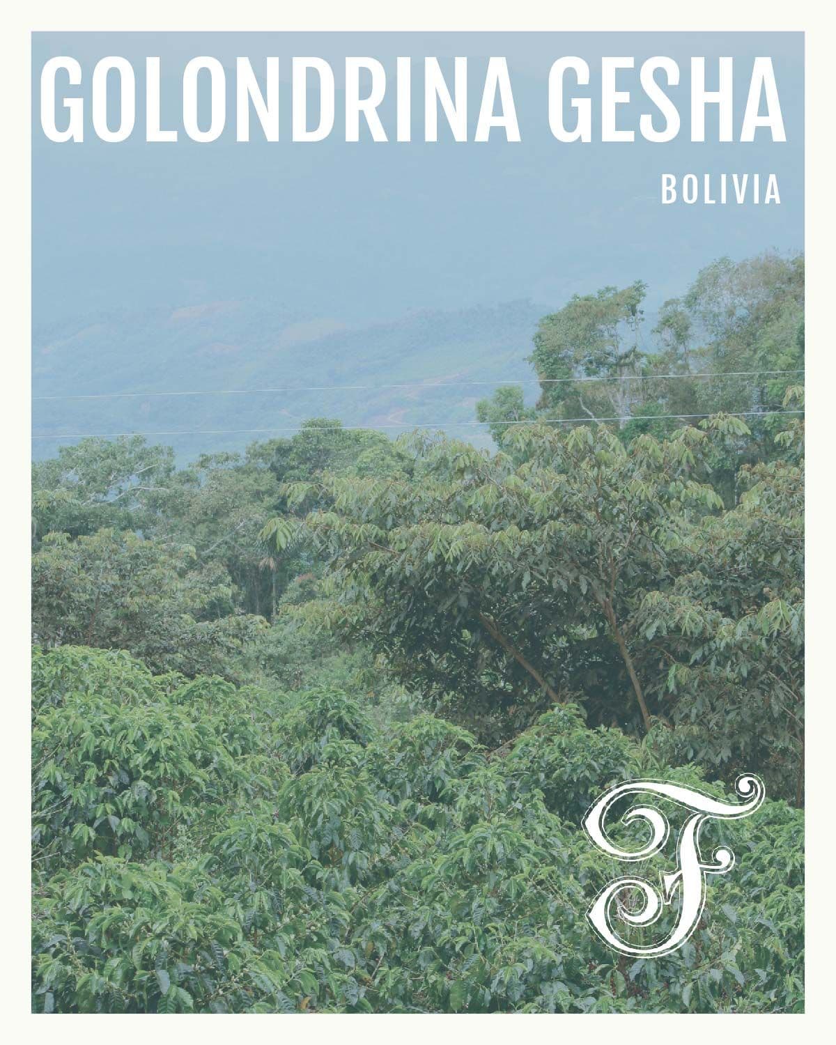 Image of Bolivia Golondrina Gesha
