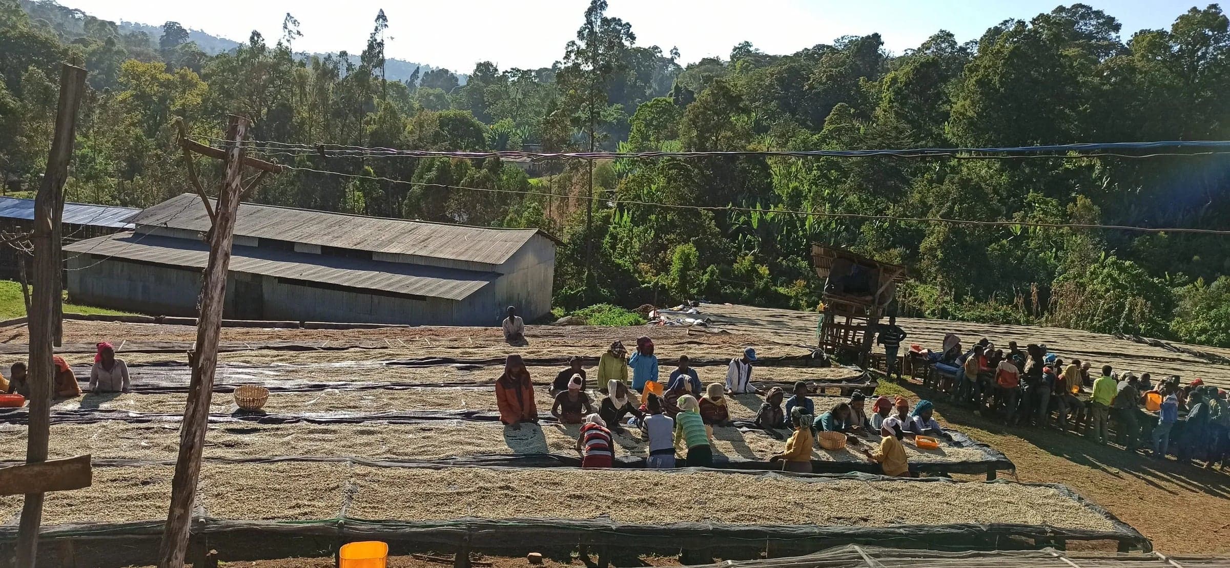 Image of Ethiopia Guji Tero Outgrowers Natural
