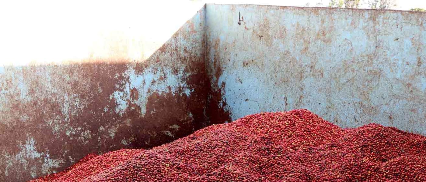 Image of Kenya Kii Aa