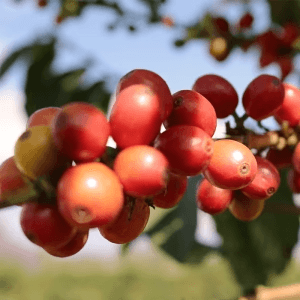 Image of Finca El Rubi Pink Bourbon Anaerobic Natural - Huila
