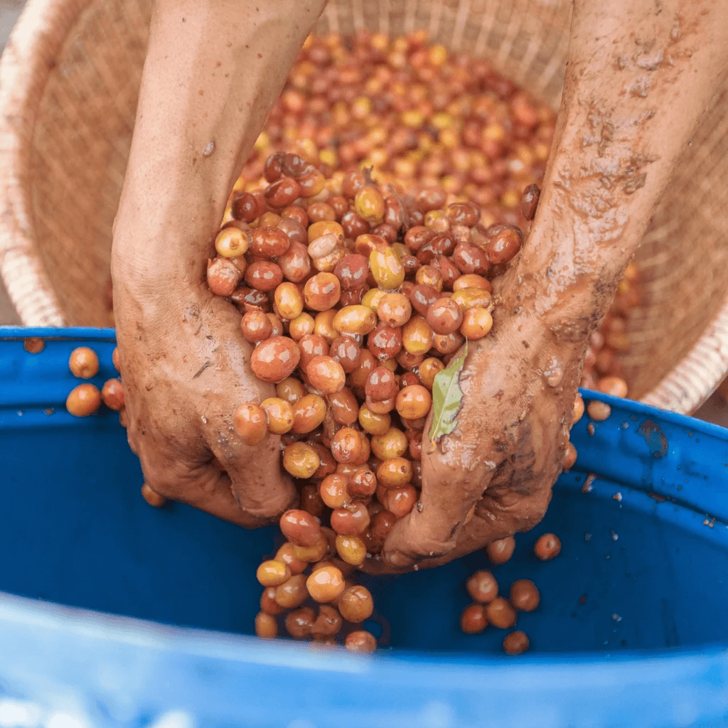 Image of Frinsa Collective Lot 1 3-day anaerobic fermentation - Weninggalih
