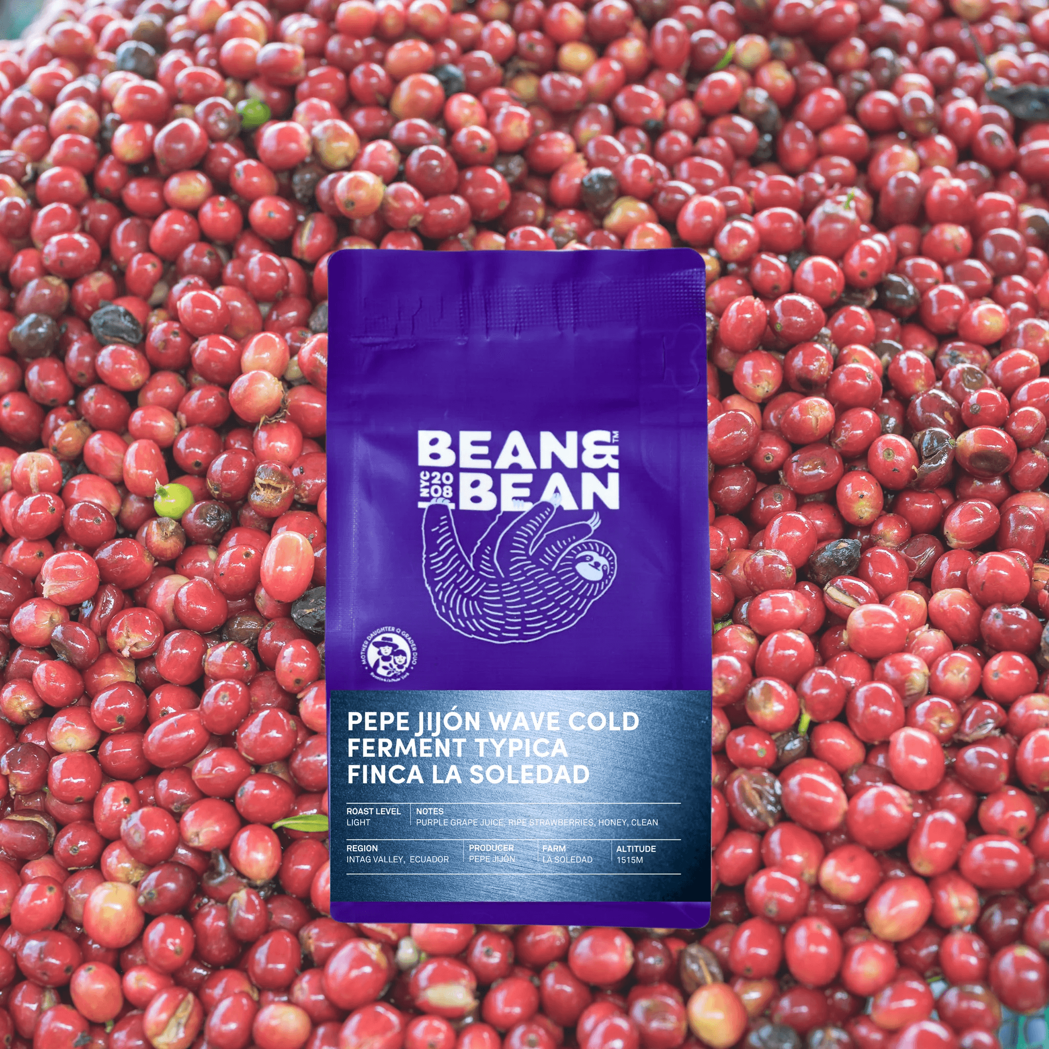 Image of Ecuador La Soledad Pepe Jijon Wave Cold Ferment Typica Mejorado