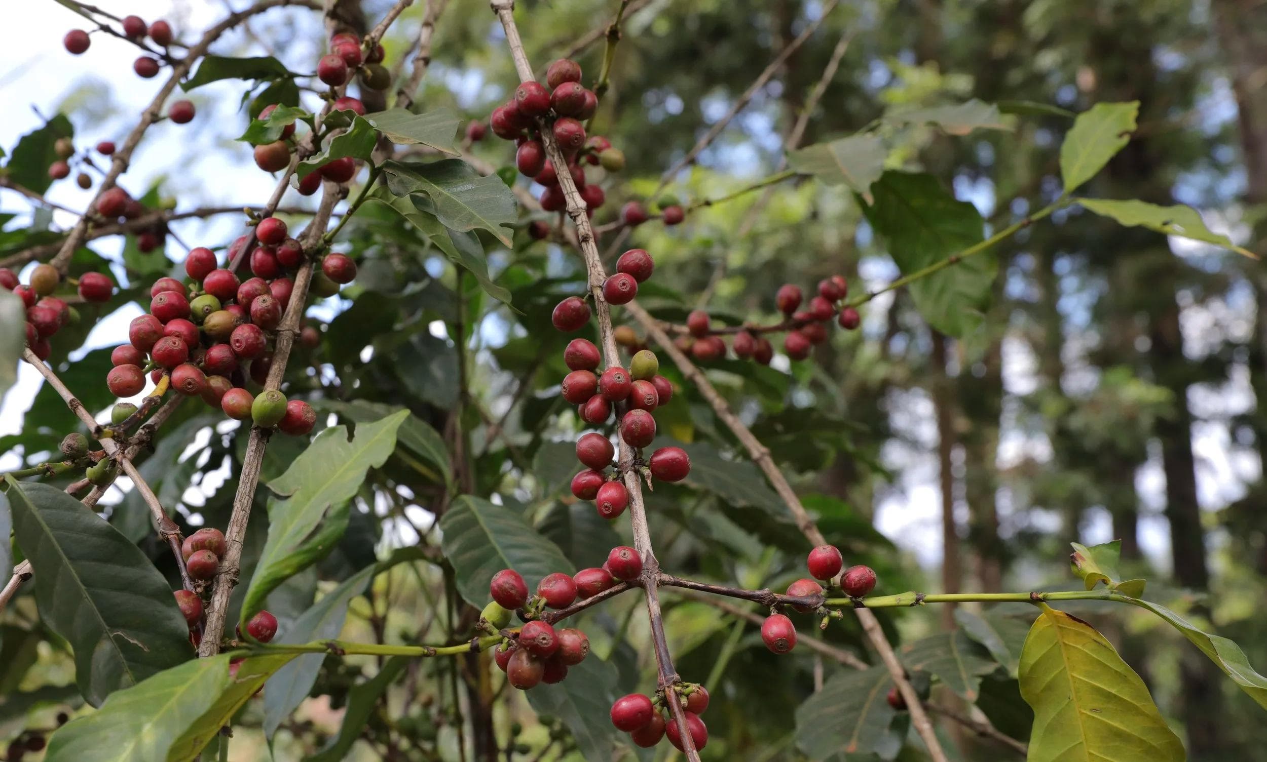 Image of Karindundu Peaberry Kenya