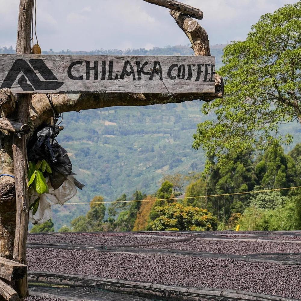 Image of Ethiopia - Alo Coffee - Chilaka Village by Tamiru Tadesse 