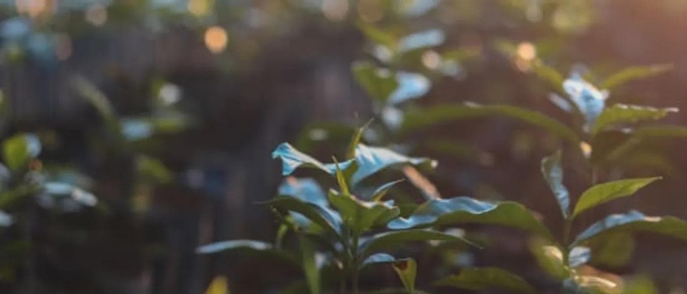 Image of Bolivia Juan Carlos Huanca  Gesha