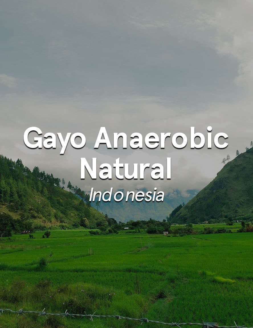 Image of Indonesia Sumatra Gayo Anaerobic Natural