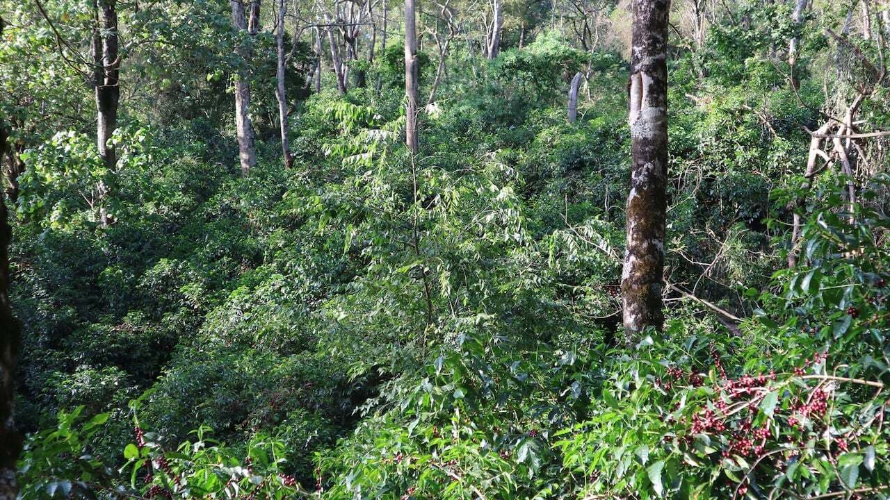 Image of Ethiopia Guji Wessi Tima - Cold Brew