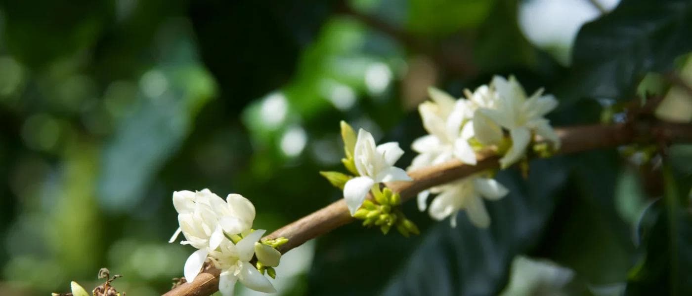 Image of Colombia El Sauce