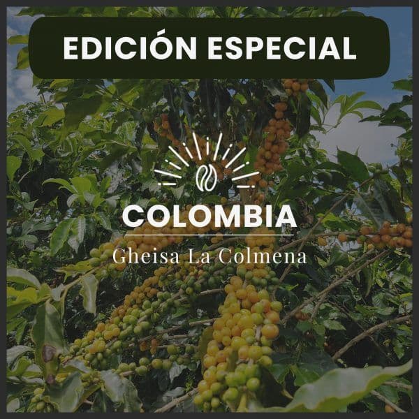 Image of THE GEISHA HIVE – COLOMBIA