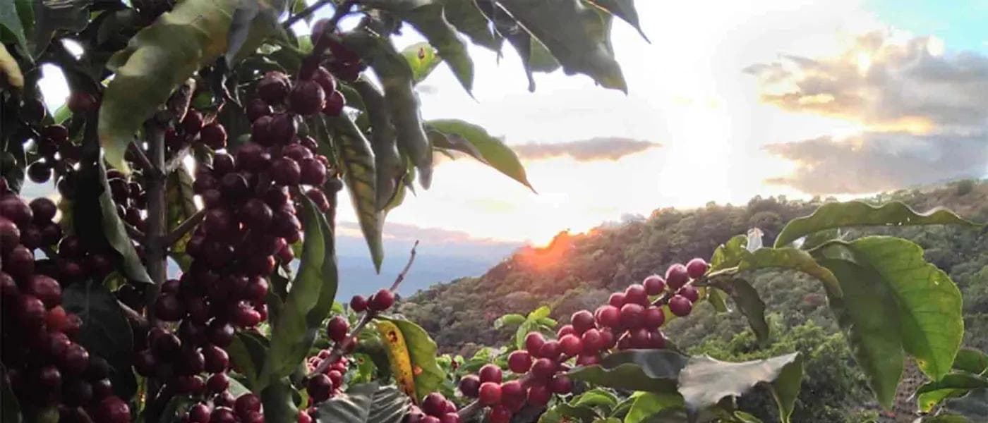 Image of Costa Rica Finca Volcán Azul San Isidro