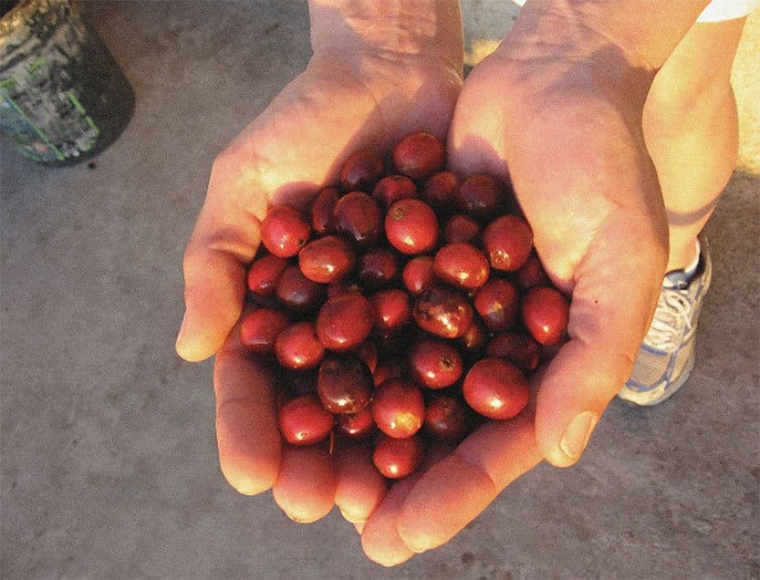 Image of Filter Show - Ethiopia Aramo