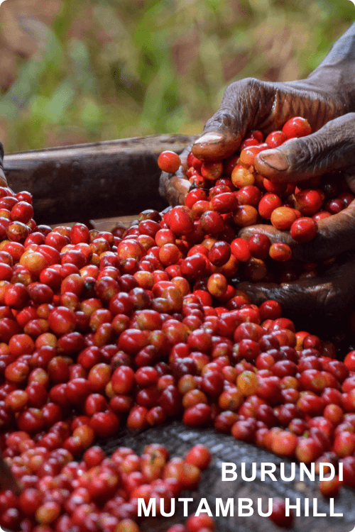 Image of Burundi Mutambu Hill