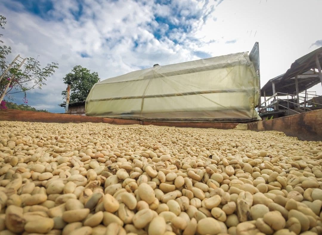 Image of Caicedo Washed