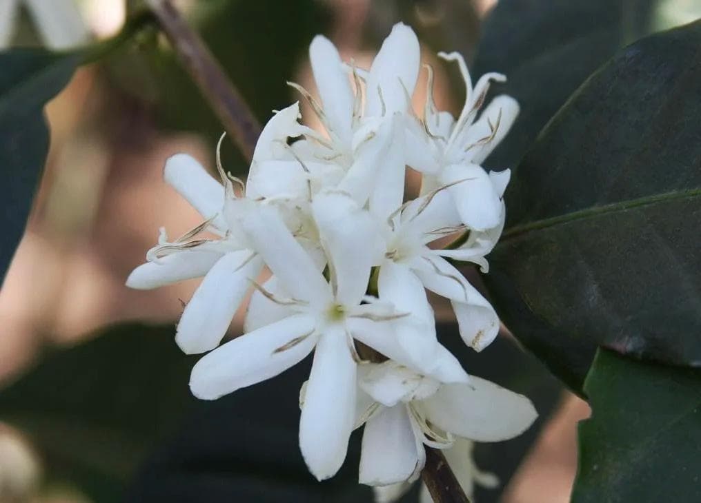 Image of Acatenango Gesha Guatemala