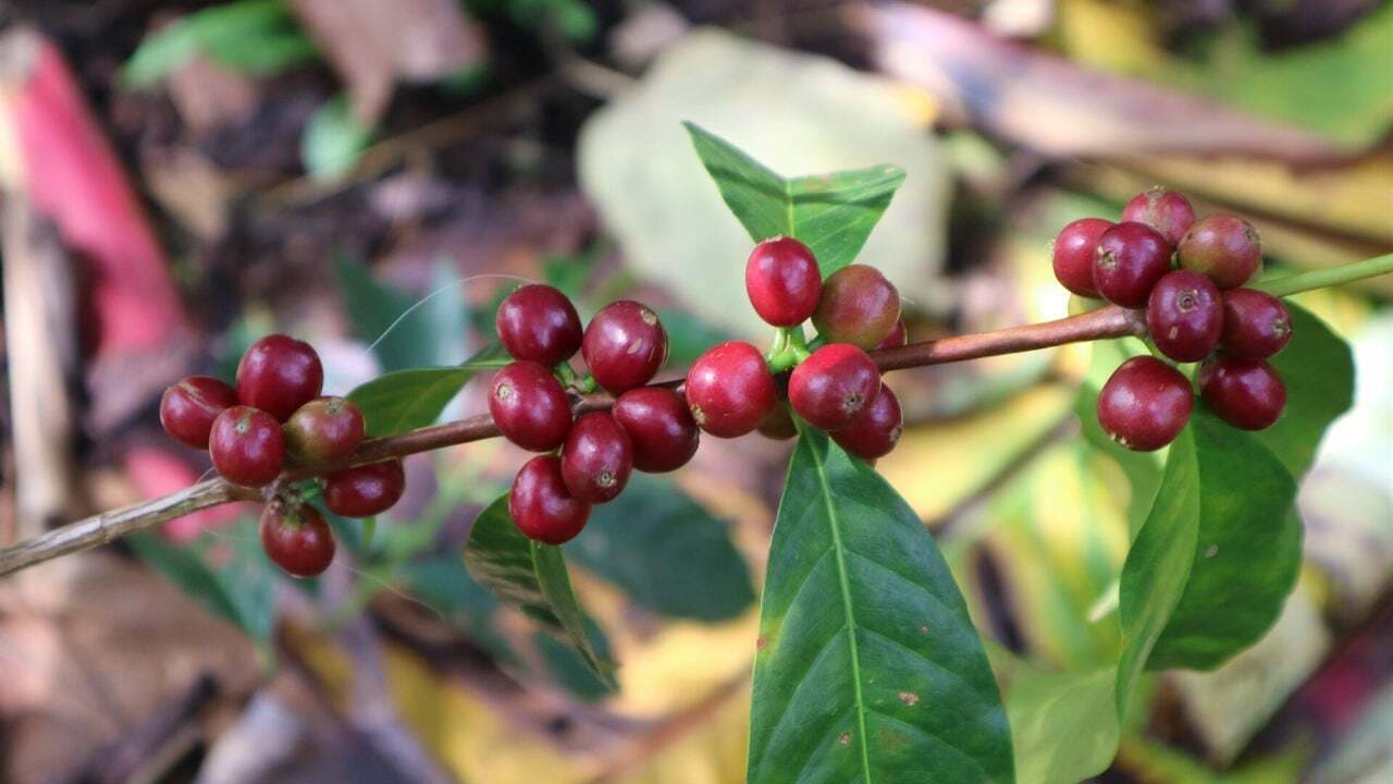 Image of Ethiopia Guji Wessi Tima