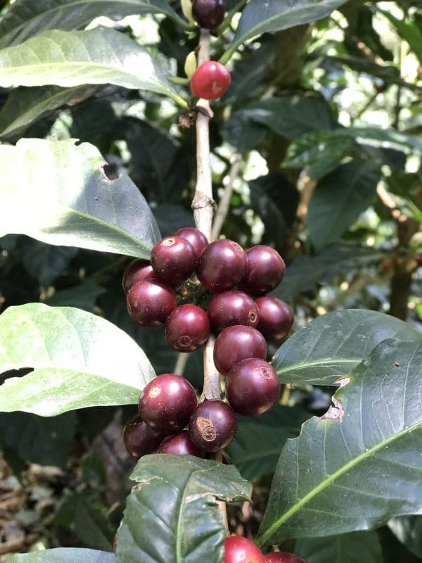 Image of Panama Geisha Nirvana
