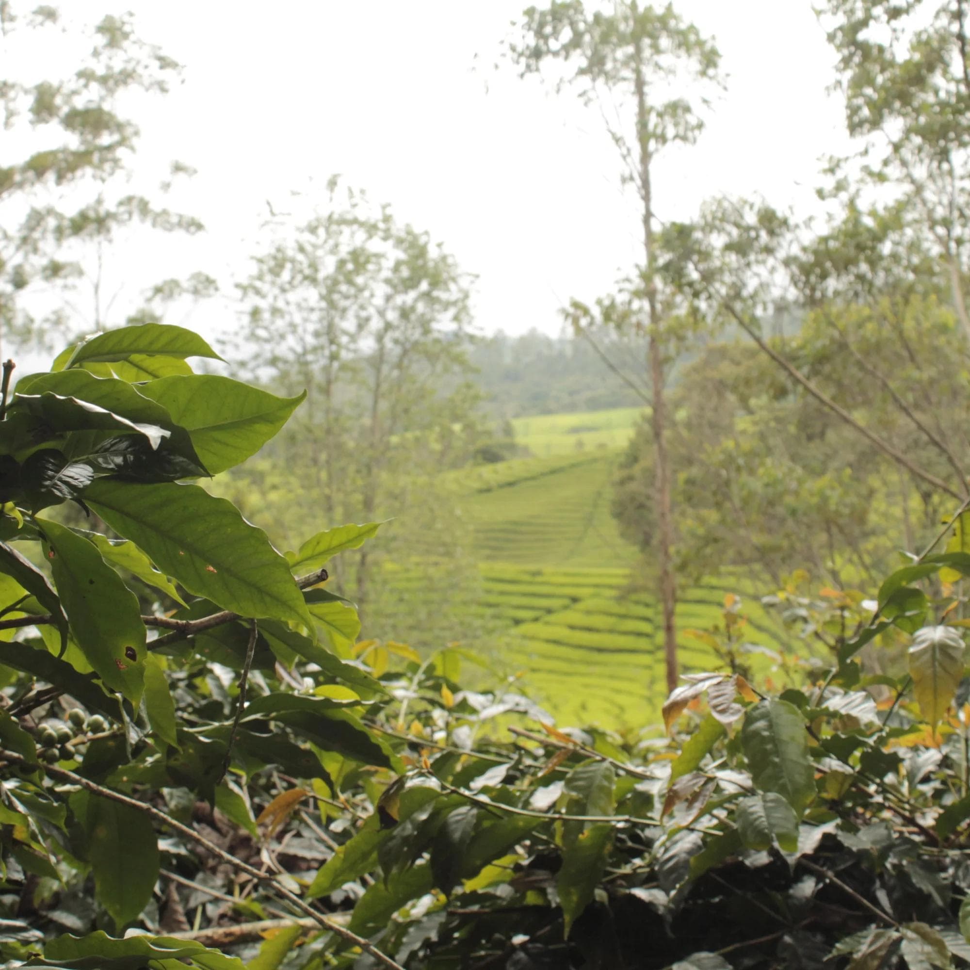 Image of Bersama Kerinci - Anaerobic Natural - Indonesia - 2024