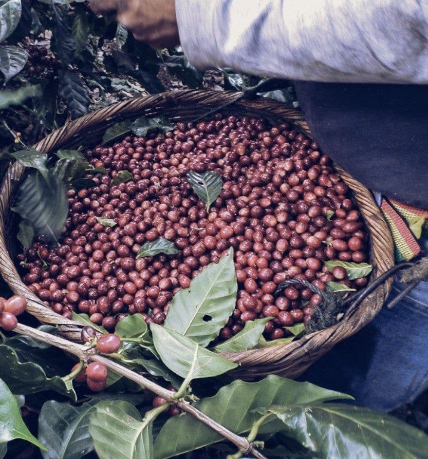 Image of El Salvador Finca Colomba Oro Tinto Robusta Especial Honey - Oops Too Light