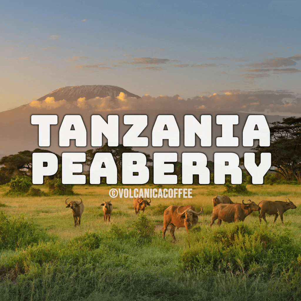 Image of Tanzania Peaberry Coffee