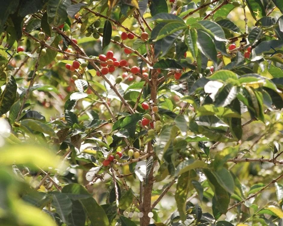 Image of Rwanda Kinini Village Lot 5-28