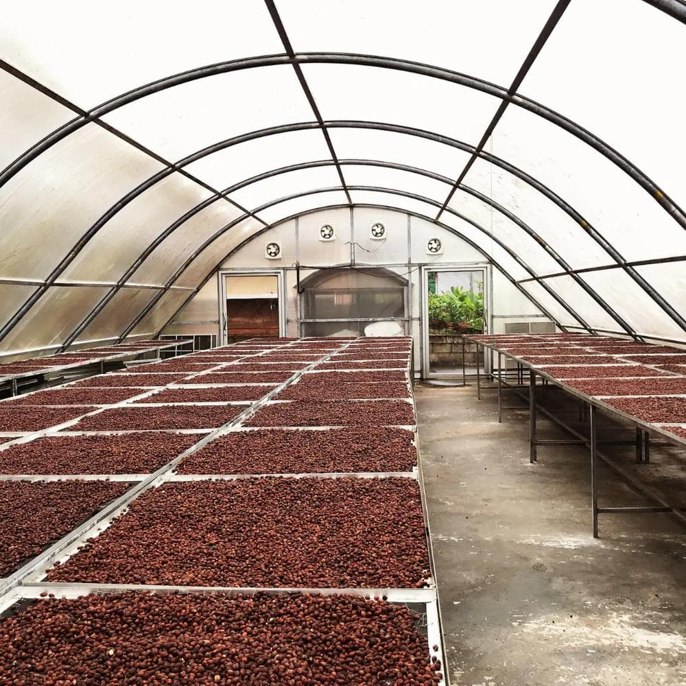 Image of Nicaragua - Finca Dios Todo Poderoso - Maracaturra