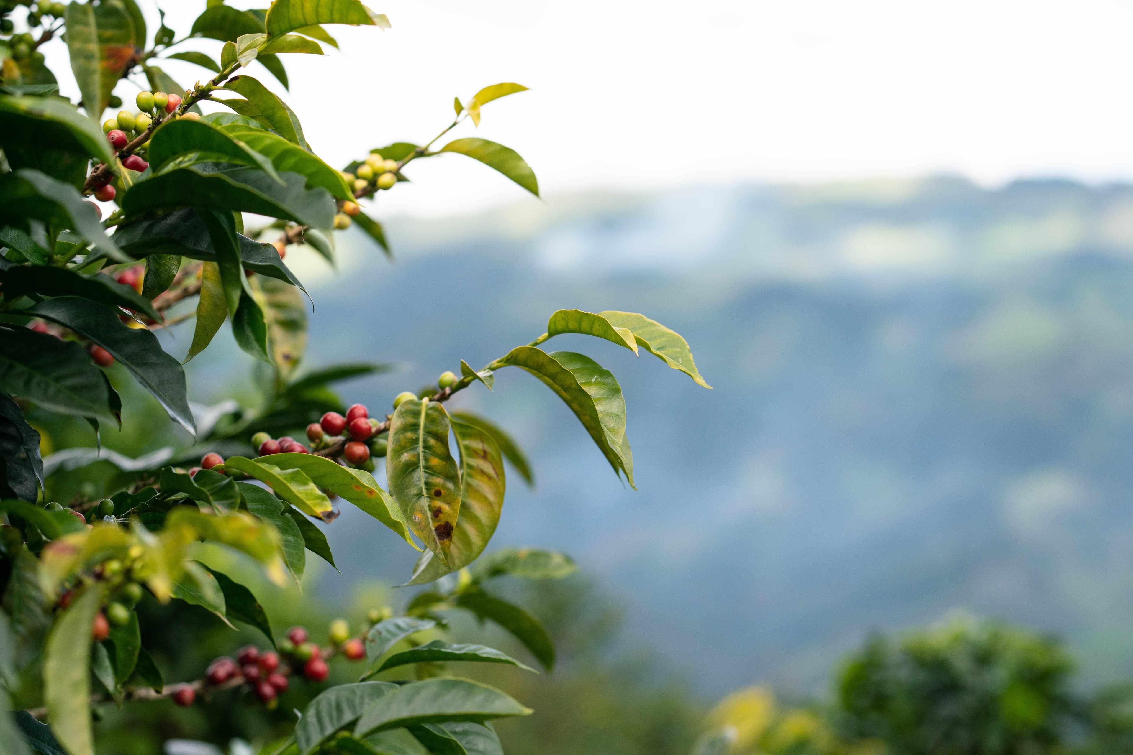 Image of Peru Finca El Cafetal David Nuñez