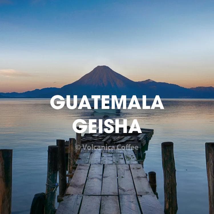 Image of Guatemala Geisha Coffee Finca La Hermosa
