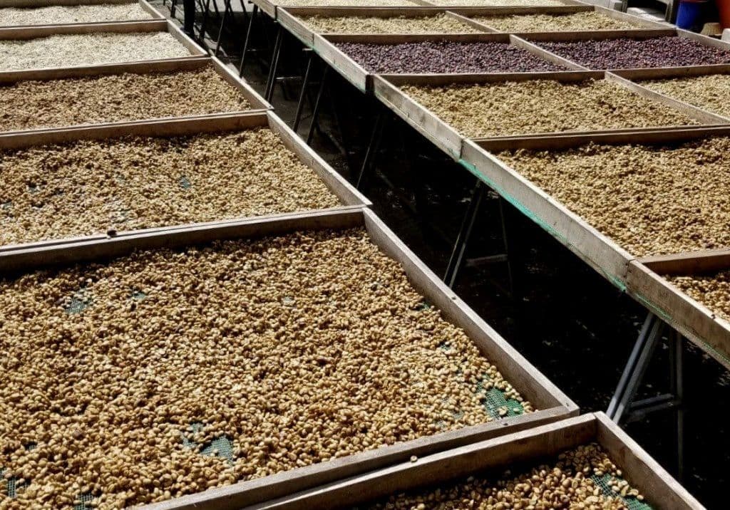 Image of Ecuador Pichincha Galo Morales Washed Sidra