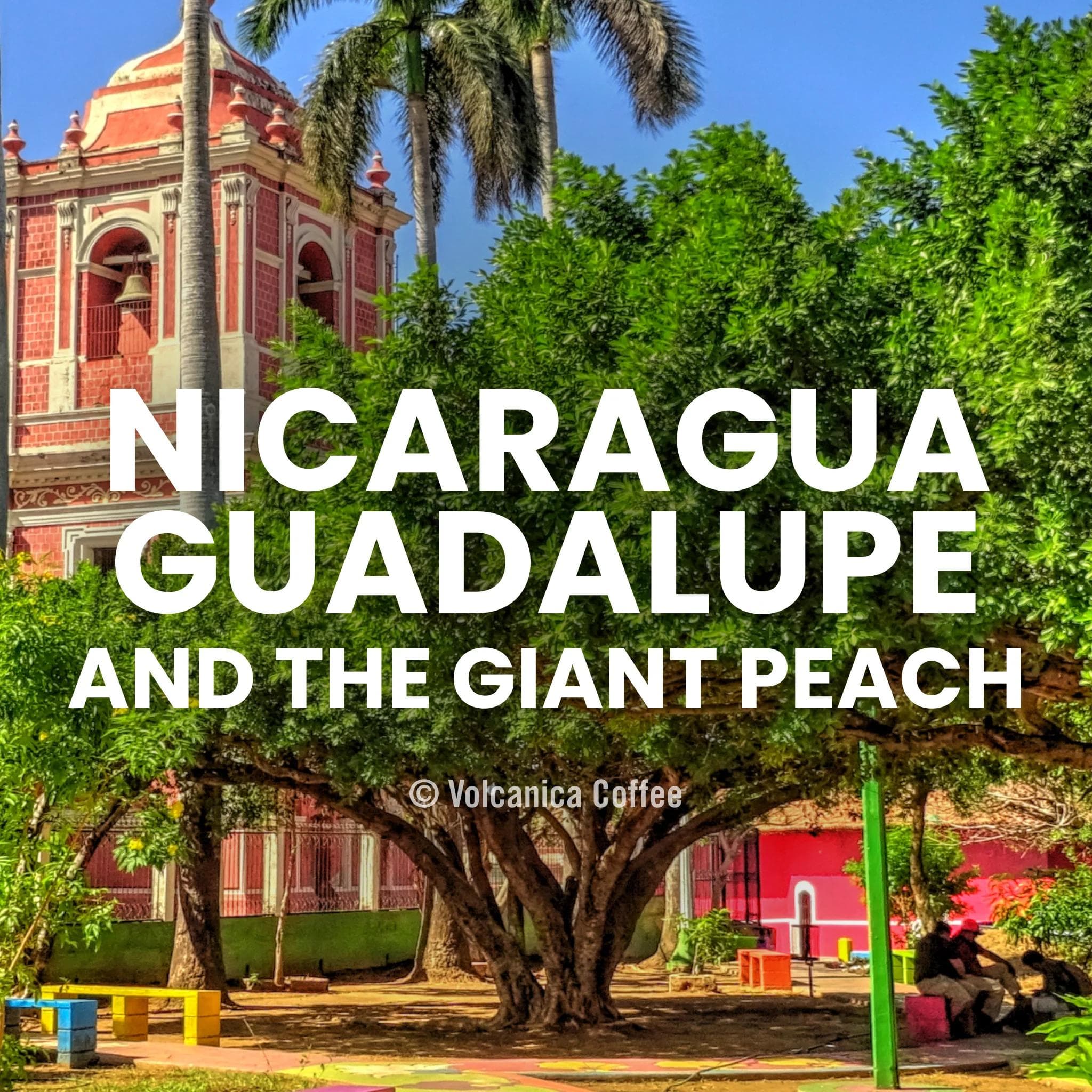 Image of Nicaragua Guadalupe and the Giant Peach Coffee