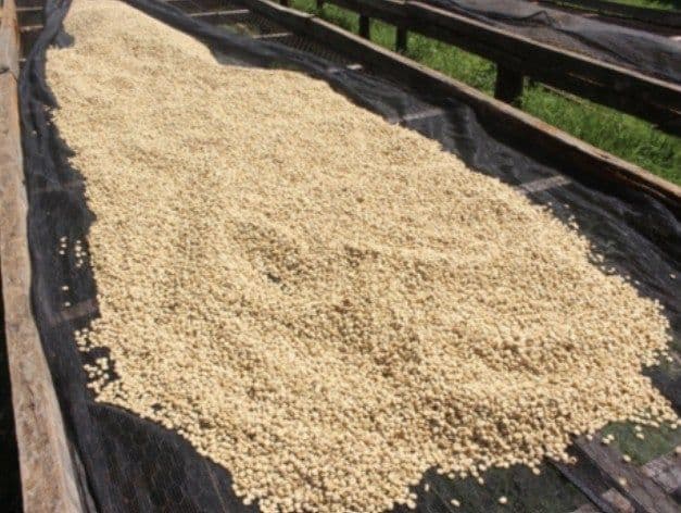 Image of Kenya Kii AB