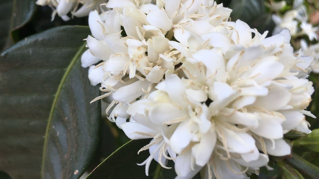 Image of Colombia Jorge Rojas El Jardin