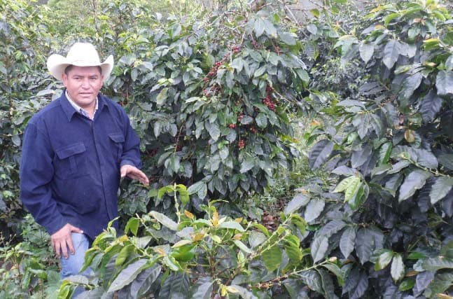 Image of Honduras Comsa Marcala Espresso Roast