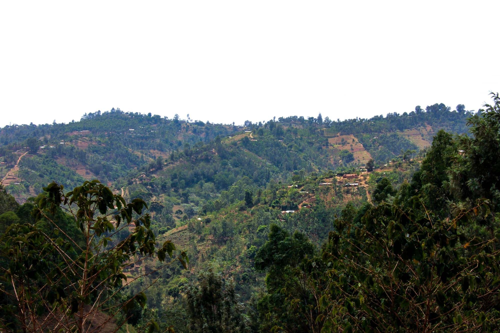 Image of Kenya Kiandu