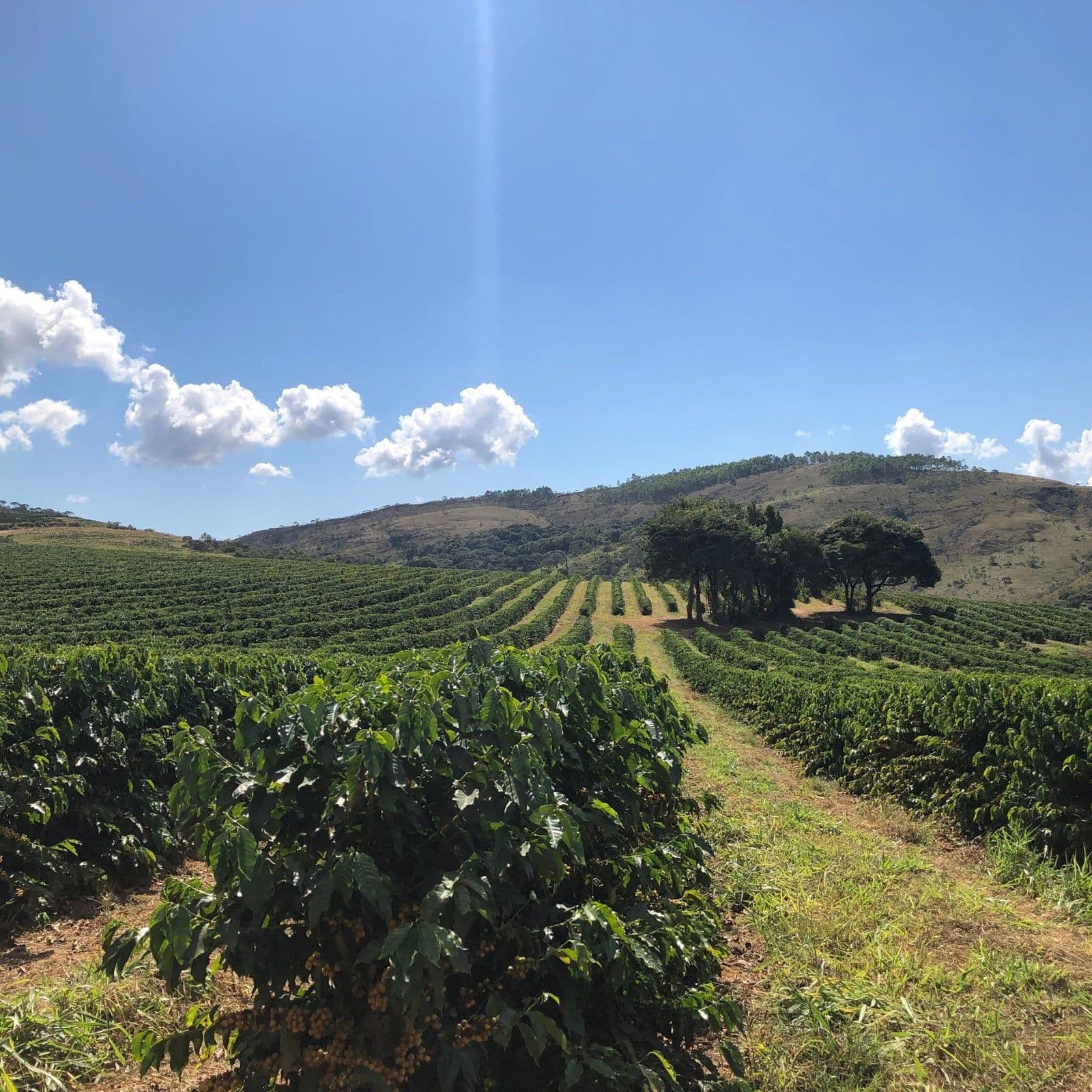 Image of Midnight Harvest