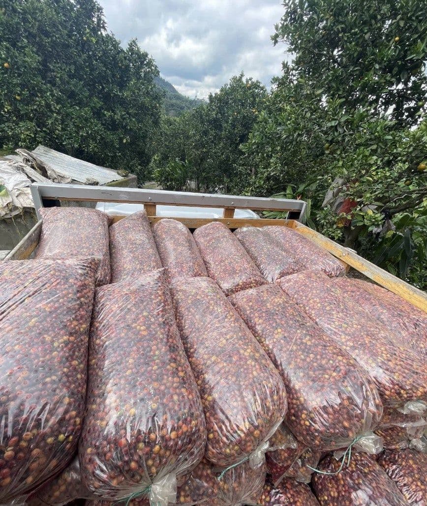 Image of Colombia Huila Farms Purple Caturra Co-Fermented Grape Mossto Honey