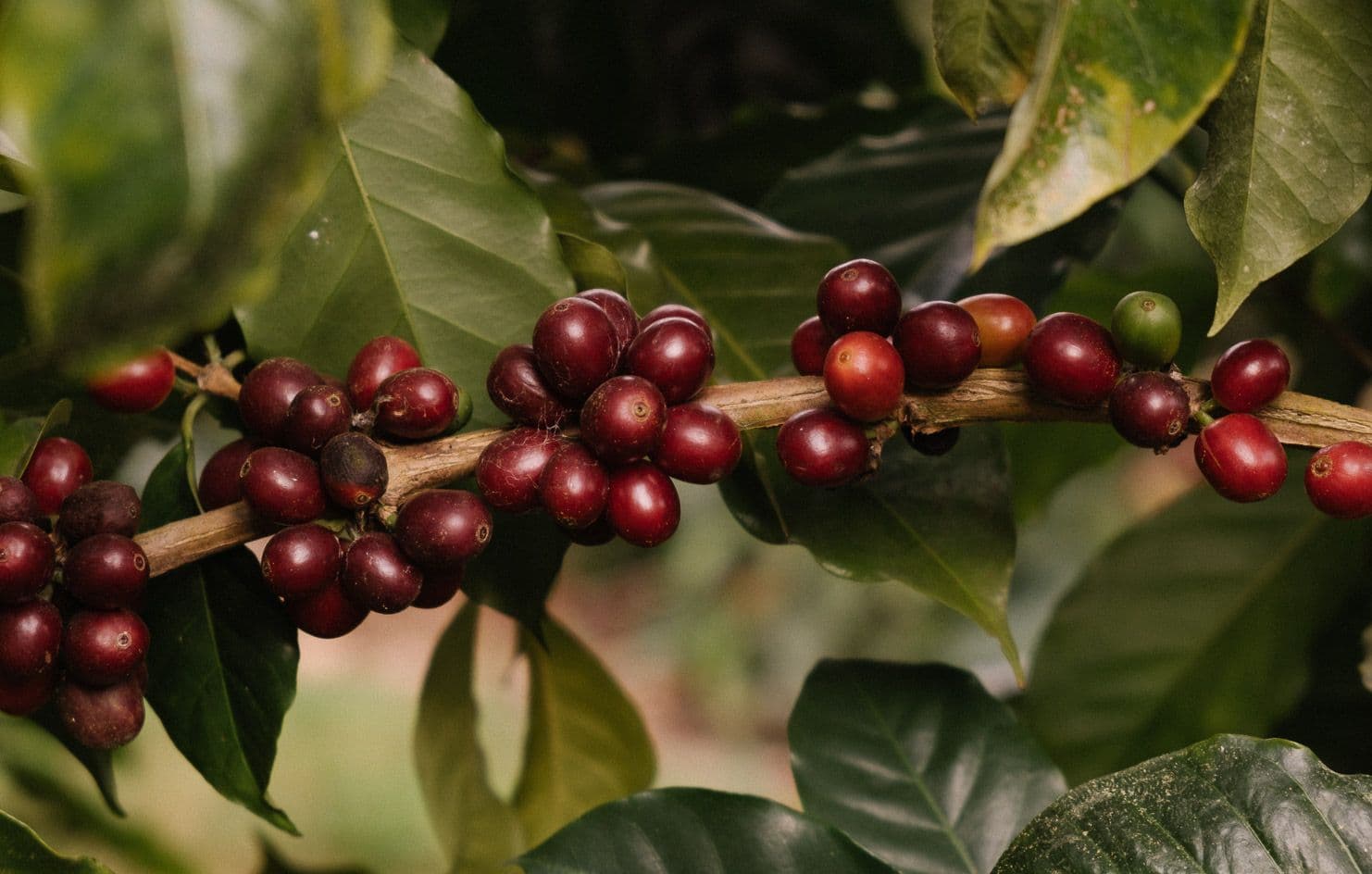 Image of Cuchi Gonzales