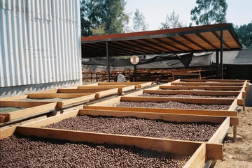 Image of Arabica Colimota La Lima Colima Natural