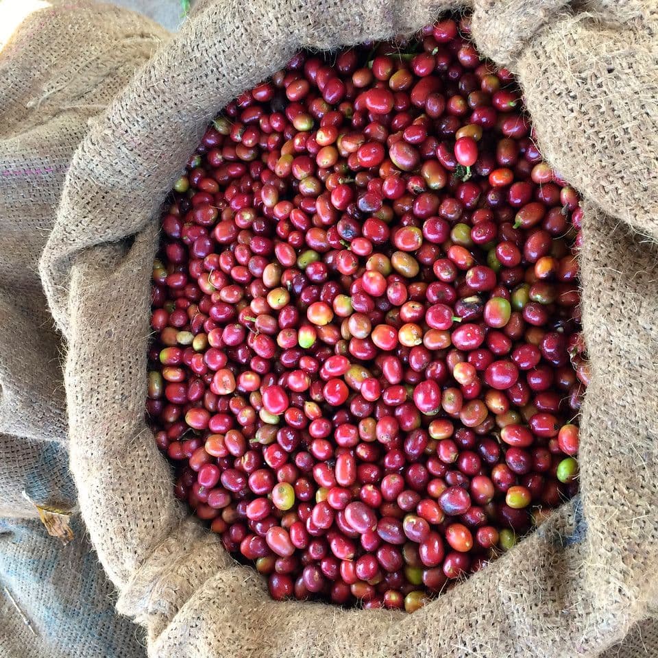 Image of Ethiopia Kola Bolcha