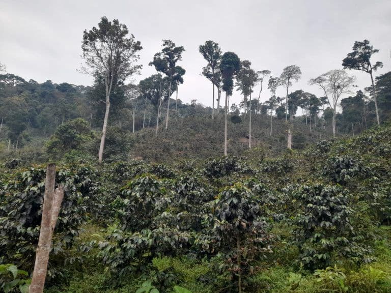 Image of Trailblaze Dark Roast