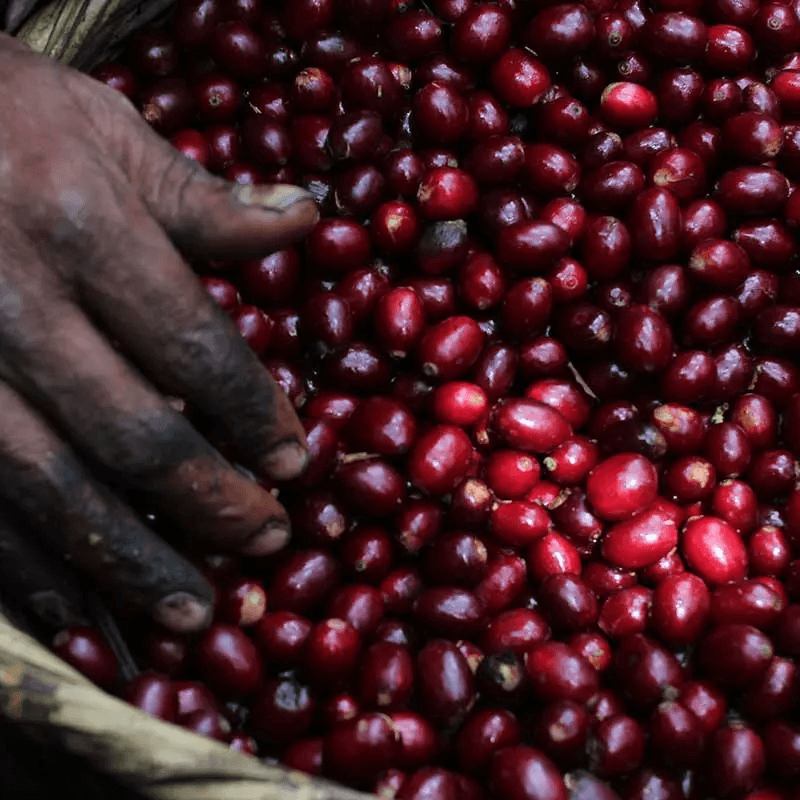 Image of El Salvador Purple Pacamara