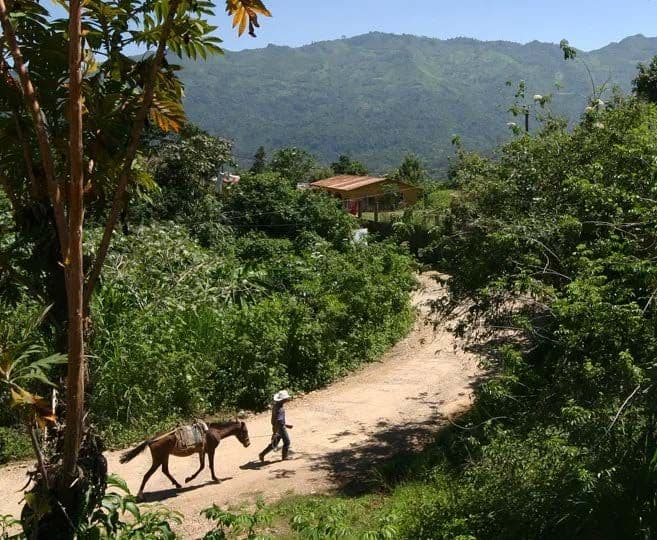 Image of Guatemala Jabiru