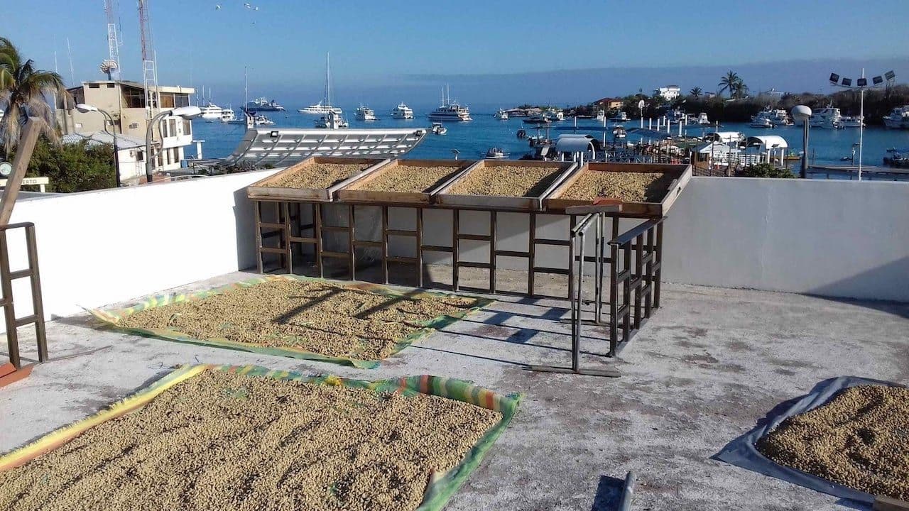 Image of Ecuador Pichincha Alambi Cold brew