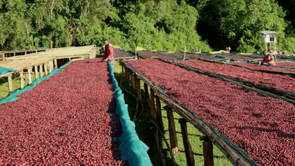 Image of Ethiopia Guji Shaakkisoo